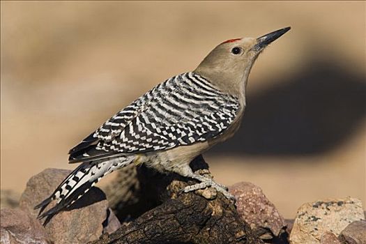 啄木鸟,雄性,圣塔丽塔山,亚利桑那