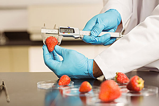 食物,科学家,测量,草莓