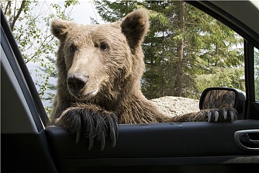 野生,熊,车窗