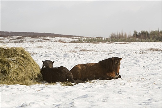 干草,进食,冰岛马,冬天