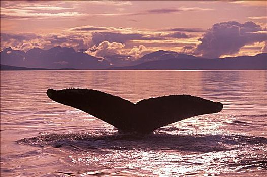 阿拉斯加,弗雷德里克湾,驼背鲸,大翅鲸属,鲸鱼,鲸尾叶突,日落,粉红天空