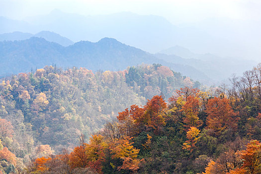 陕西汉中留坝太子岭秋天红叶