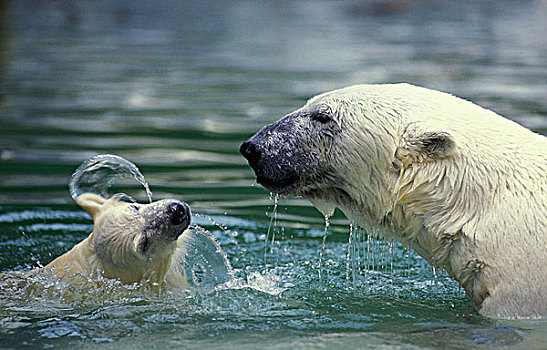 北极熊,幼兽,站在水中