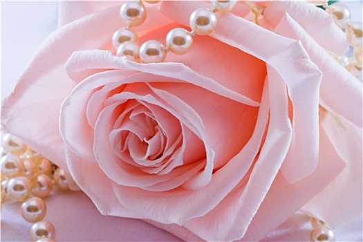 粉红玫瑰,珍珠项链