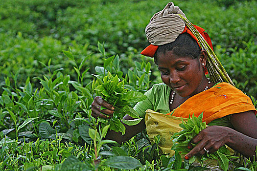 女人,挑选,茶叶,种植园,阿萨姆邦,印度,一个,茶,产生,乡野,世界,十月,2009年