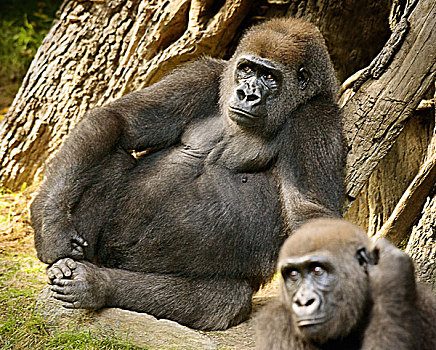 大猩猩,雄性,坐,看,雌性,只有,头部,展示,旁白
