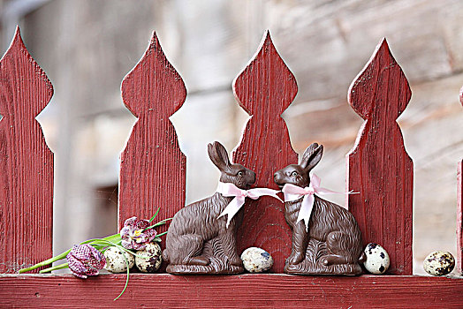 两个,巧克力,兔子,粉色,带,红色,栅栏