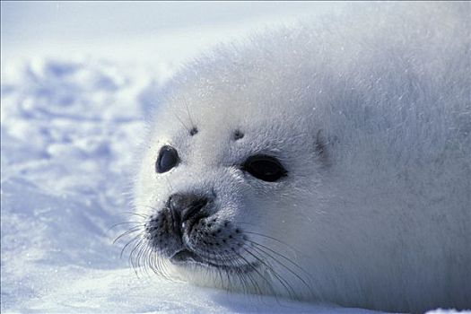 鞍纹海豹,幼仔,冰,岛屿,加拿大,圣劳伦斯湾
