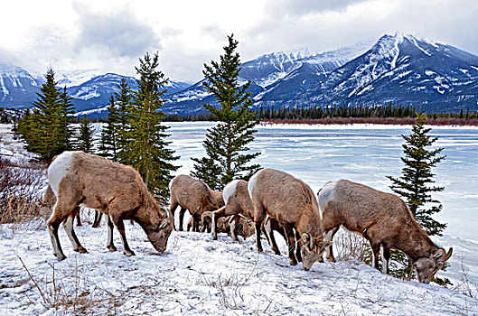 落基山,大角羊,碧玉国家公园,艾伯塔省,加拿大,放牧,靠近,公路,冬天