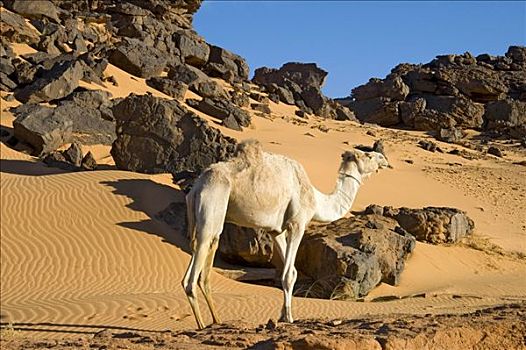 单峰骆驼,利比亚,北非