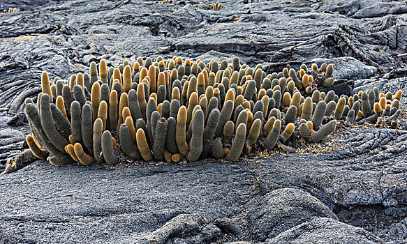 火山岩,仙人掌,费尔南迪纳岛,加拉帕戈斯群岛,厄瓜多尔,南美