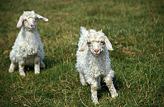 幼仔,安哥拉山羊,山羊,产生,毛织品