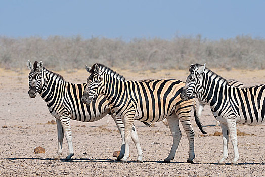斑马,马,站立,干燥,地面,水坑,埃托沙国家公园,纳米比亚,非洲