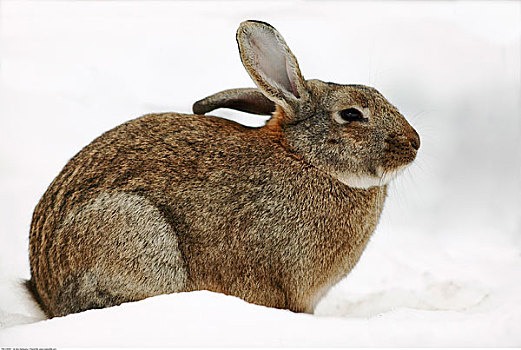 兔子,雪中