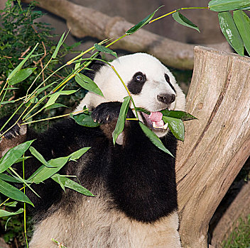 熊猫,吃,午餐