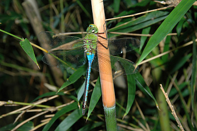 竹蜻蜓图片