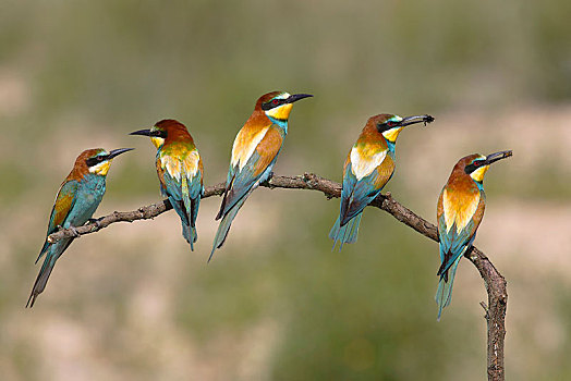 欧洲,食蜂鸟,黄喉蜂虎,五个,鸟,坐在树上,国家公园,湖,布尔根兰,奥地利