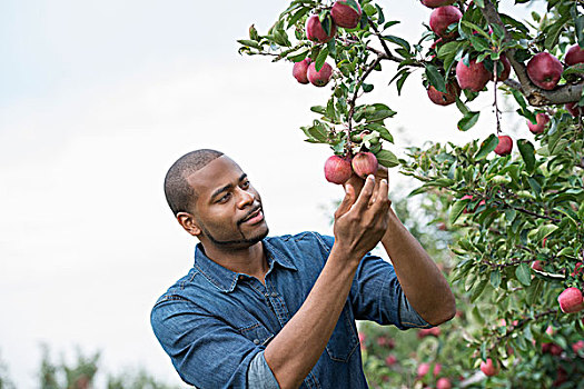 有机,苹果树,果园,一个,男人,挑选,成熟,红苹果