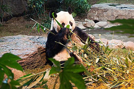 熊猫,海洋公园,香港