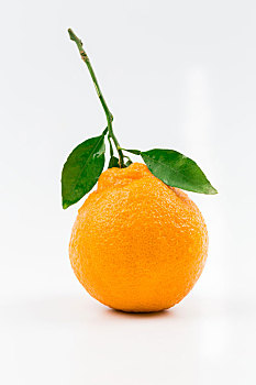 一个丑橘