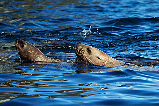 海狮,北海狮,一对,游泳,阿拉斯加