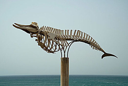 巨头鲸,骨骼,柯蒂约,富埃特文图拉岛,加纳利群岛,西班牙,欧洲