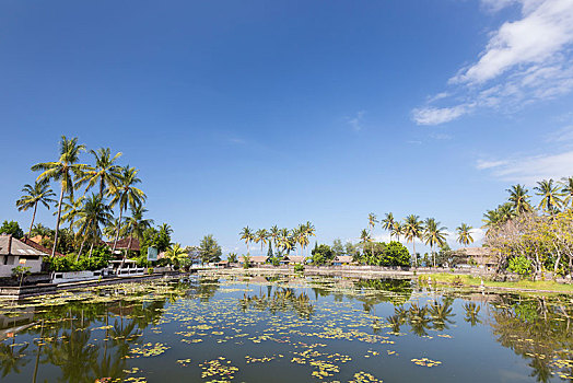 荷花,睡莲属植物,泻湖,巴厘岛,印度尼西亚,亚洲