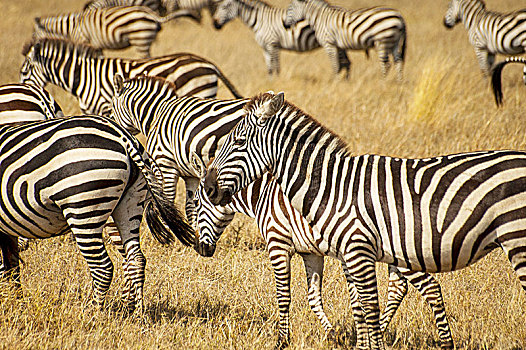 斑马,塞伦盖蒂国家公园,坦桑尼亚,平原斑马,马,白氏斑马
