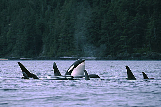 逆戟鲸,约翰斯顿海峡,不列颠哥伦比亚省,加拿大