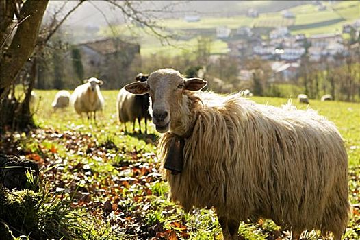 羊群,放牧,山坡,西班牙