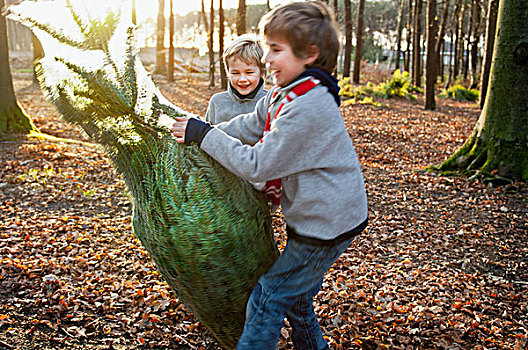 两个男孩,拿着,圣诞树,树林