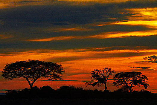 日出,上方,金合欢树,埃托沙国家公园,纳米比亚,非洲