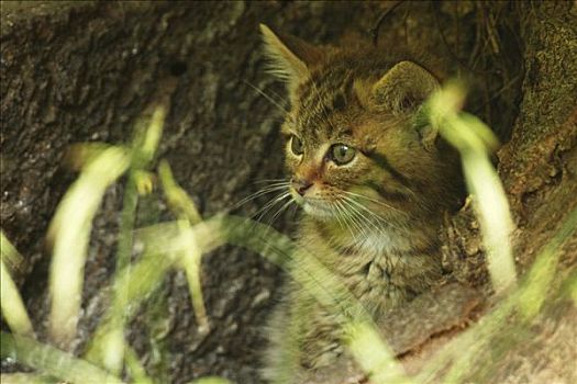 年轻,野猫科动物,斑貓