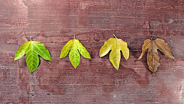 叶子摆放在旧木板上