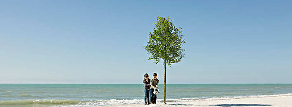 孩子,浇水,树,海滩