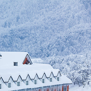 西岭雪山大雪的美丽风景