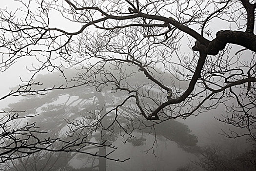 云雾中的黄山松和青刚栎