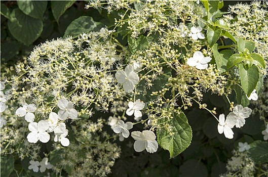 盛开,白色,八仙花属,荷兰