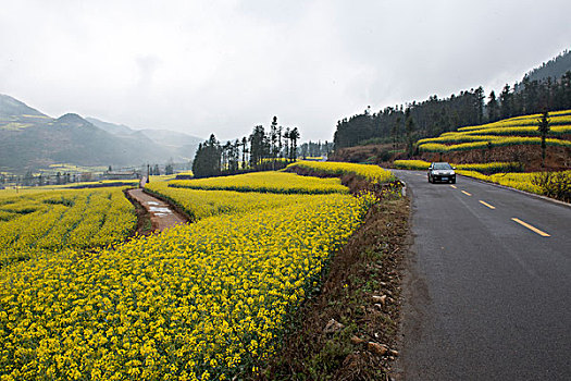 云南罗平县,乡村公路旁,油菜地,徐学哲摄影,尼康,年月