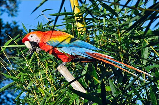 亚马逊地区,金刚鹦鹉,黄蓝金刚鹦鹉,正面,蓝天