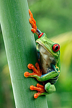 红眼树蛙,泻湖,哥斯达黎加