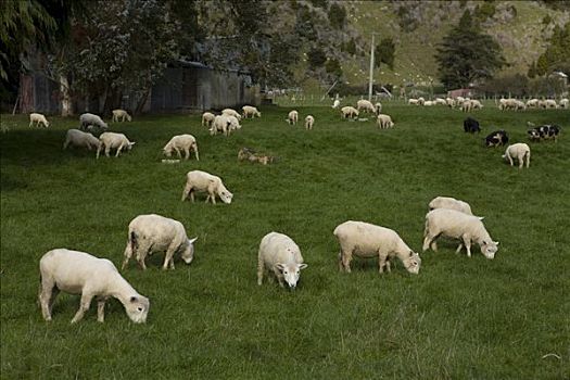 放牧,绵羊,绿色,草地,塔斯马尼亚,南岛,新西兰
