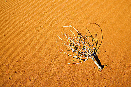 干燥,灌木,沙丘,纳米布沙漠,纳米比亚,非洲