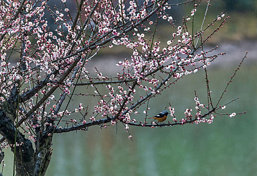 重庆南川,红梅花开迎新春