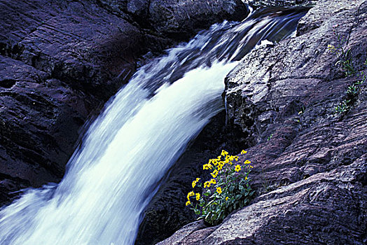 美国,蒙大拿,冰河国家公园,基岩,瀑布,花