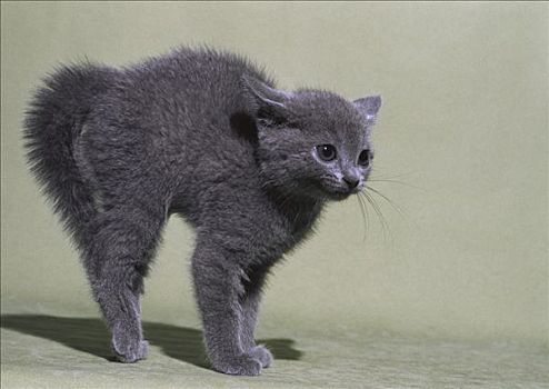 家猫,灰色,小猫,防卫姿势,背影,拱形,毛发
