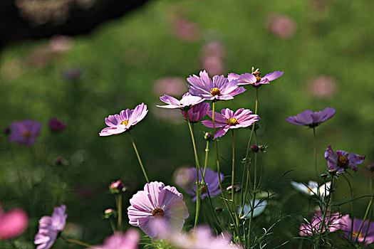 波斯菊