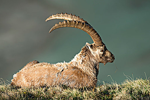 阿尔卑斯野山羊,羱羊,雄性,上陶恩山国家公园,卡林西亚,奥地利,欧洲
