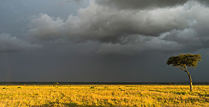 风暴,上方,马赛马拉,牧群,非洲水牛,肯尼亚,非洲,大幅,尺寸