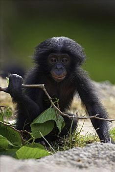 倭黑猩猩,幼仔,玩,细枝,濒危,非洲